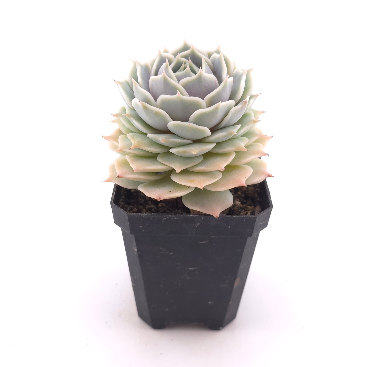 Echeveria ‘Lola’ | 露娜蓮 thumbnail 3