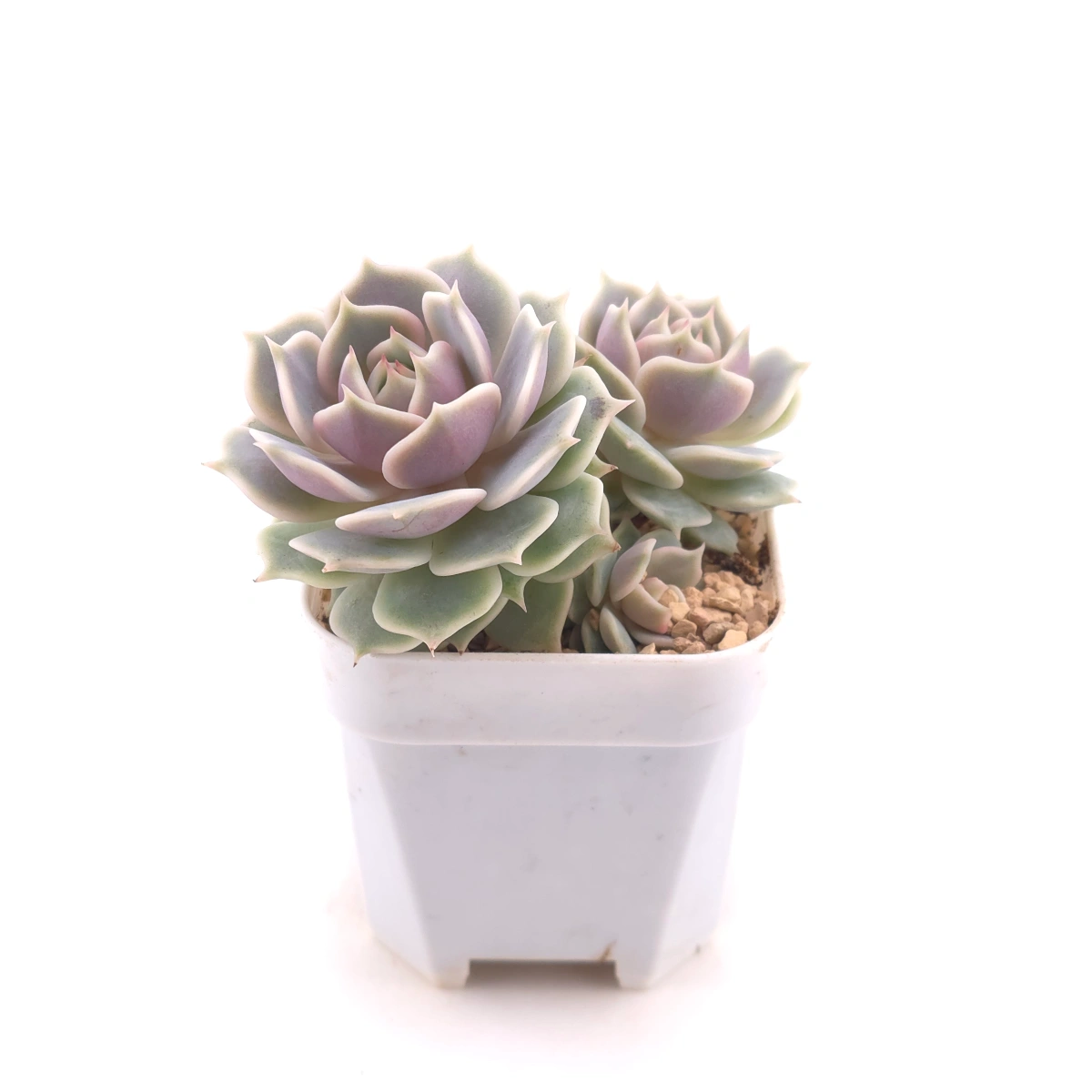 Echeveria ‘Lola’ | 露娜蓮 thumbnail 3