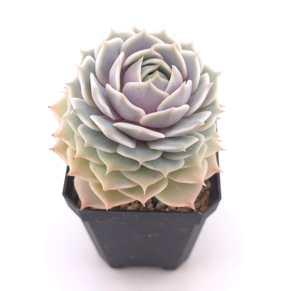 Echeveria ‘Lola’ | 露娜蓮 thumbnail 2
