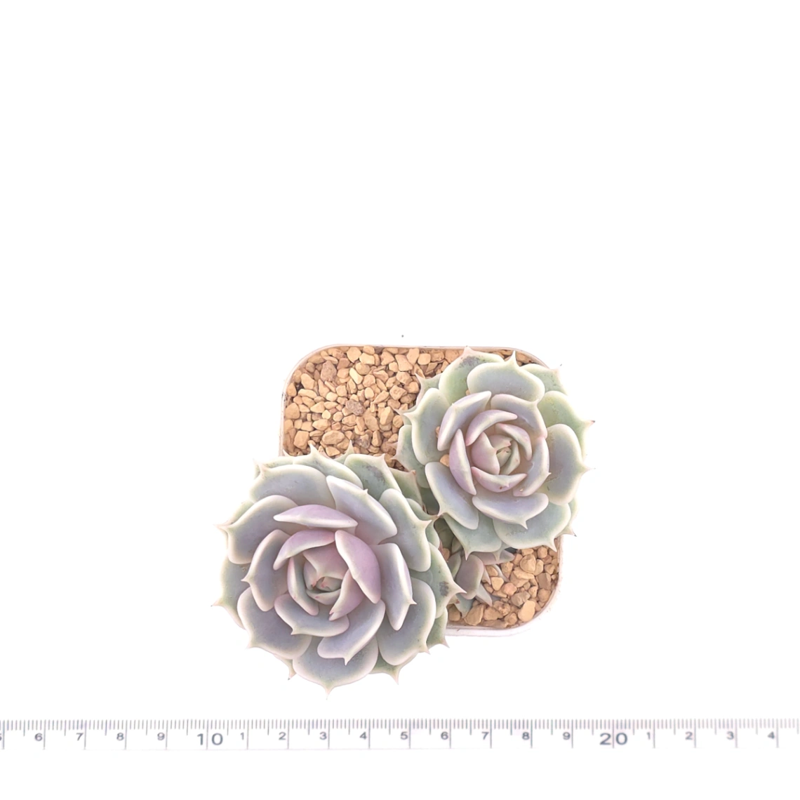 Echeveria ‘Lola’ | 露娜蓮 thumbnail 4