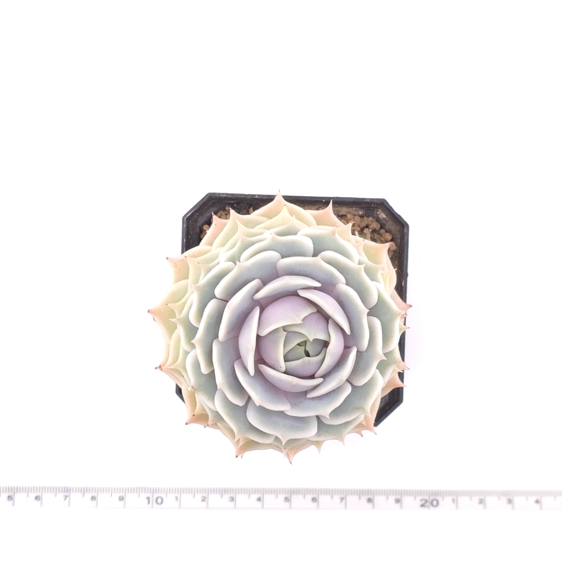 Echeveria ‘Lola’ | 露娜蓮 thumbnail 4
