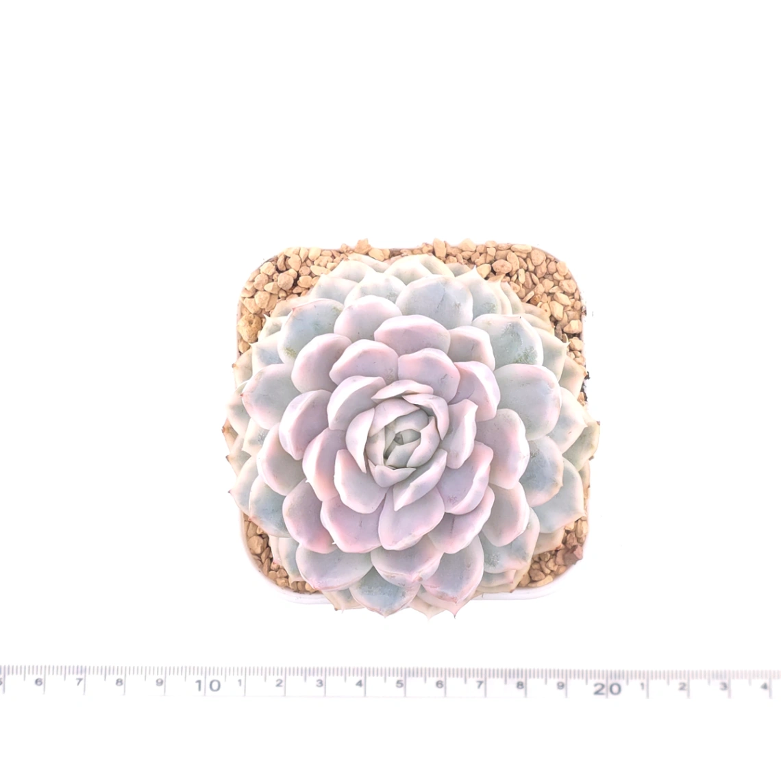Echeveria ‘Mexican Snowball’ variegated | 墨西哥雪球錦 thumbnail 4