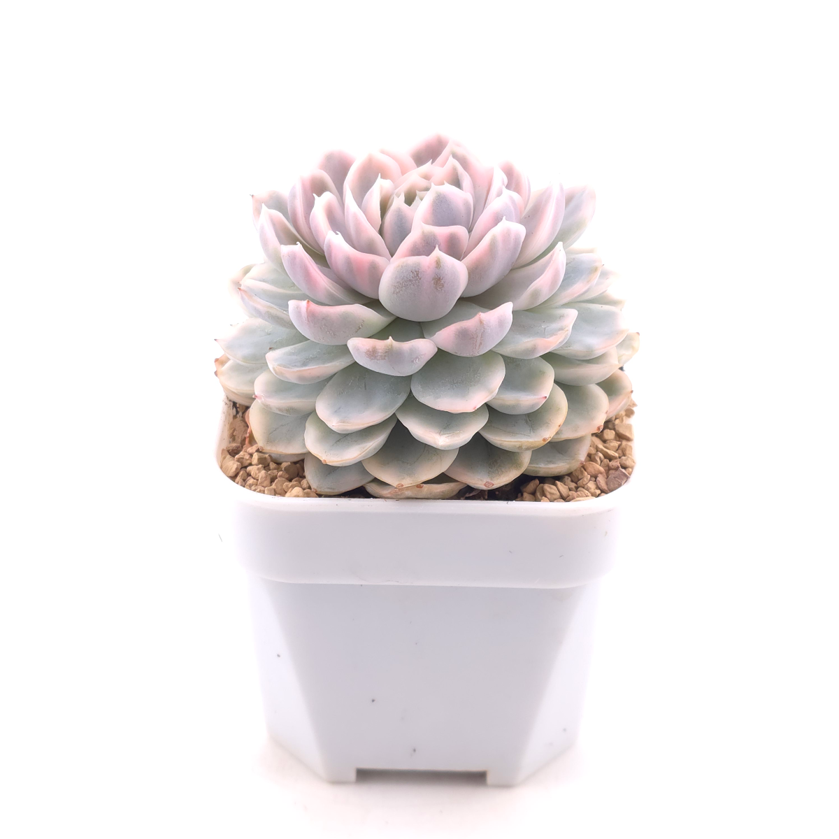 Echeveria ‘Mexican Snowball’ variegated | 墨西哥雪球錦 thumbnail 3