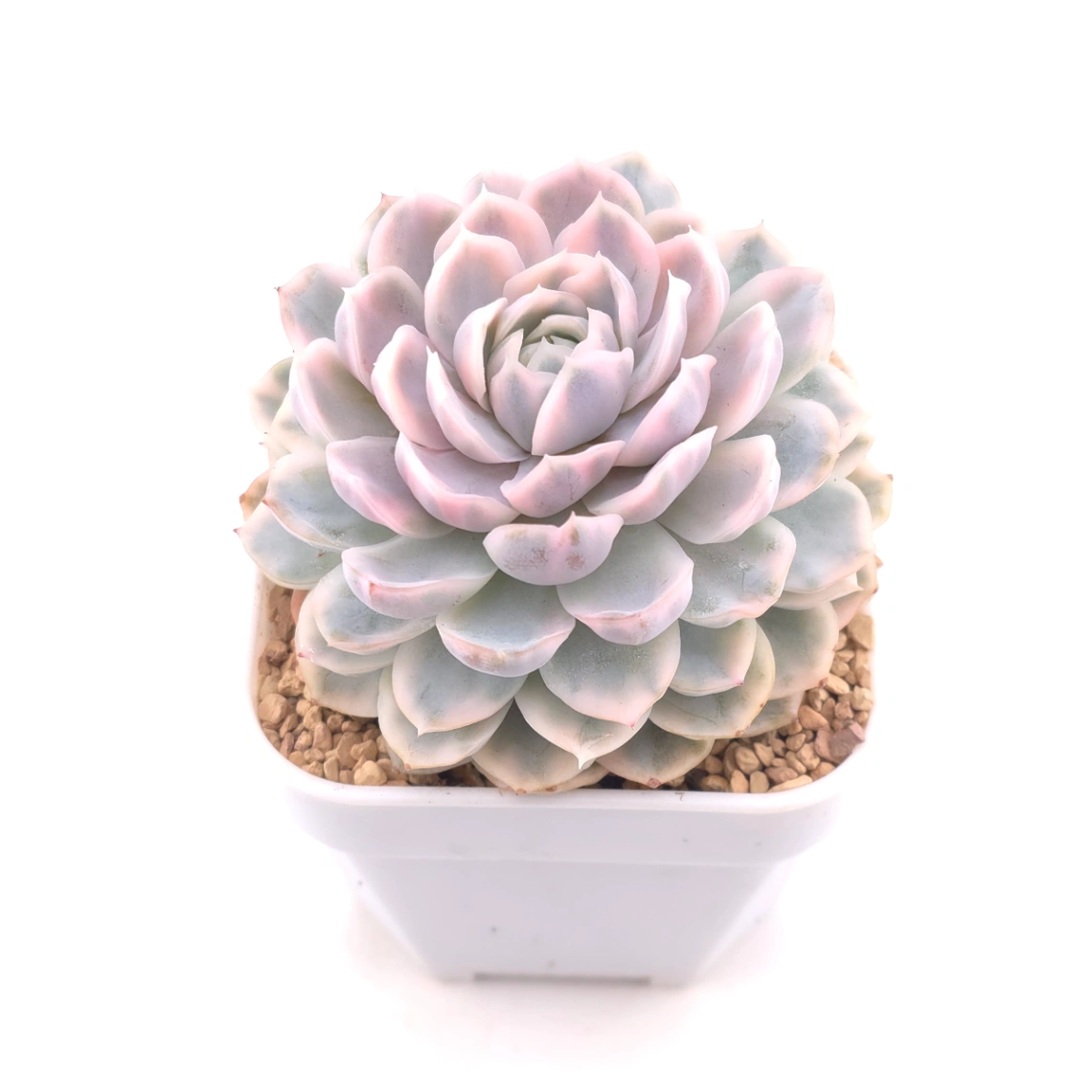 Echeveria ‘Mexican Snowball’ variegated | 墨西哥雪球錦 thumbnail 2