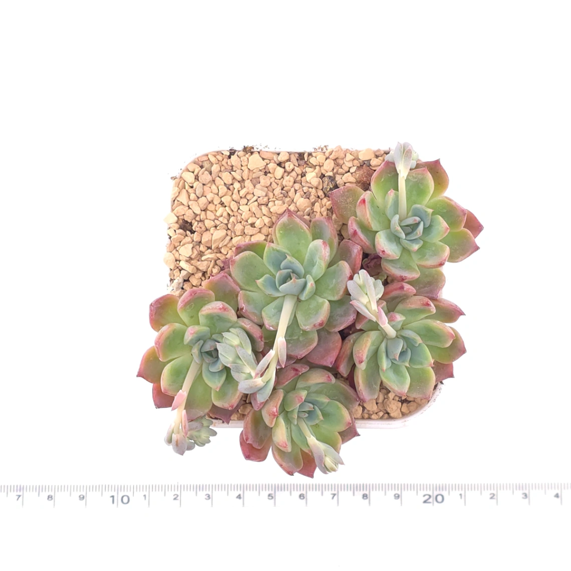Echeveria 'Nana Mini Hook' | 娜娜小勾 thumbnail 4