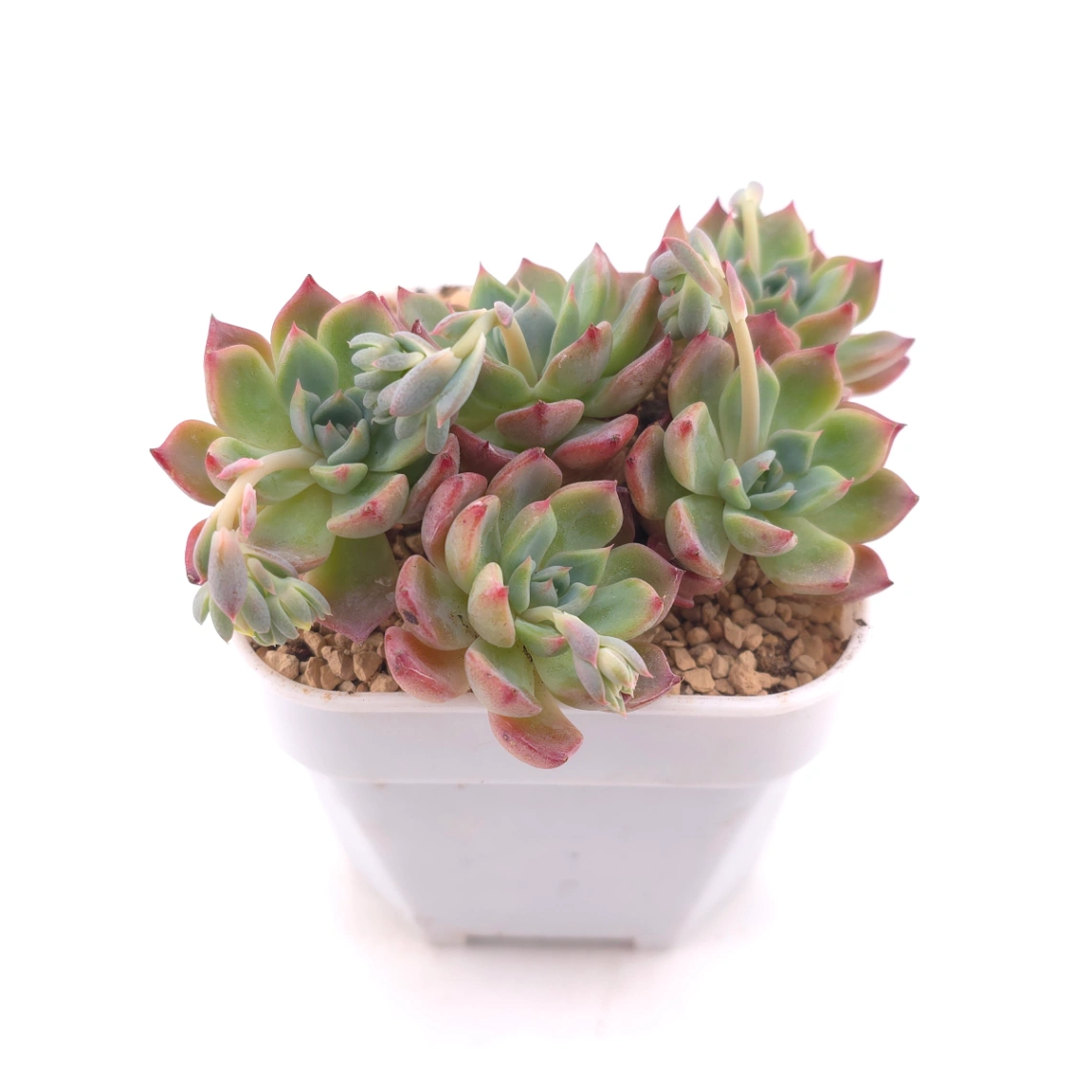 Echeveria 'Nana Mini Hook' | 娜娜小勾 thumbnail 2