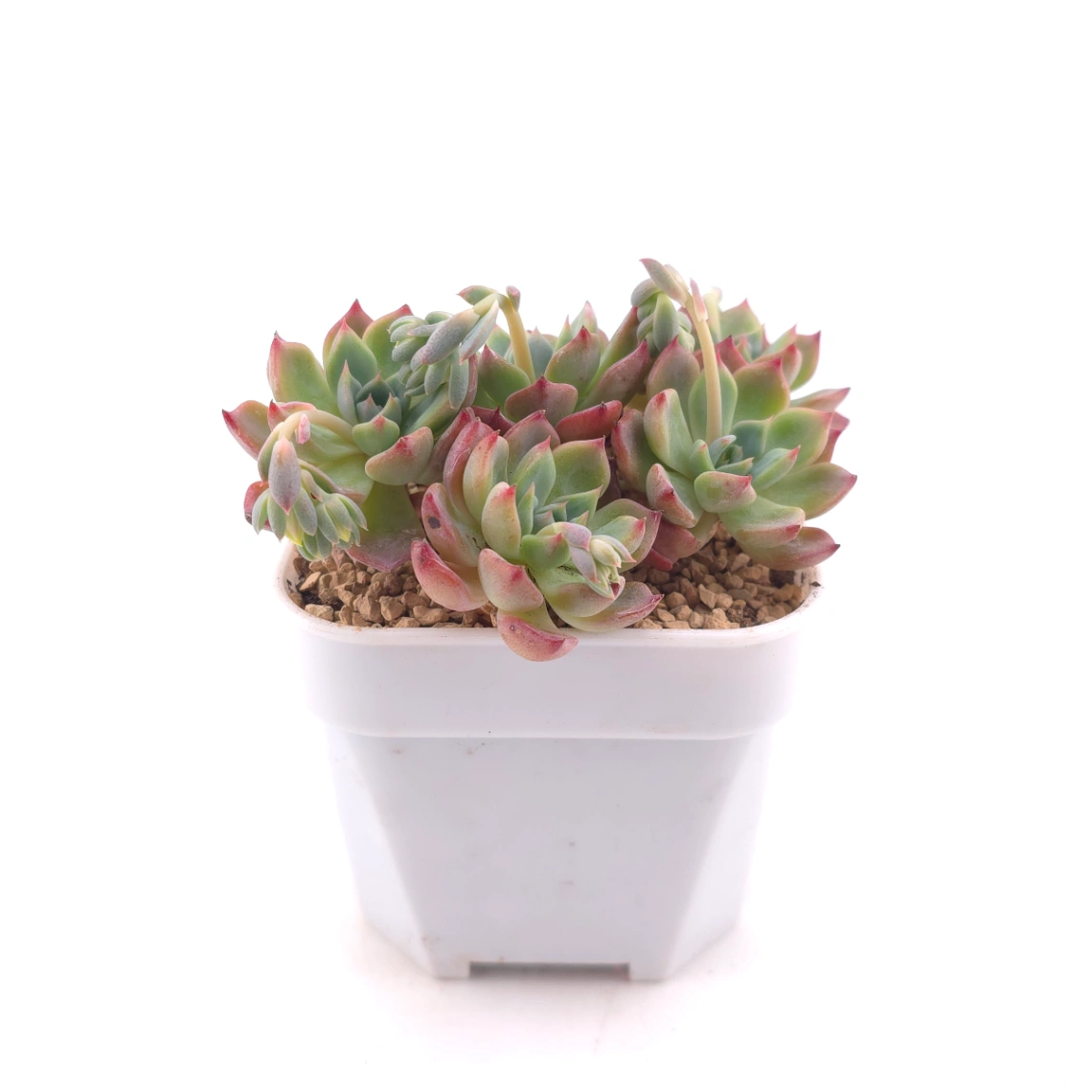 Echeveria 'Nana Mini Hook' | 娜娜小勾 thumbnail 3