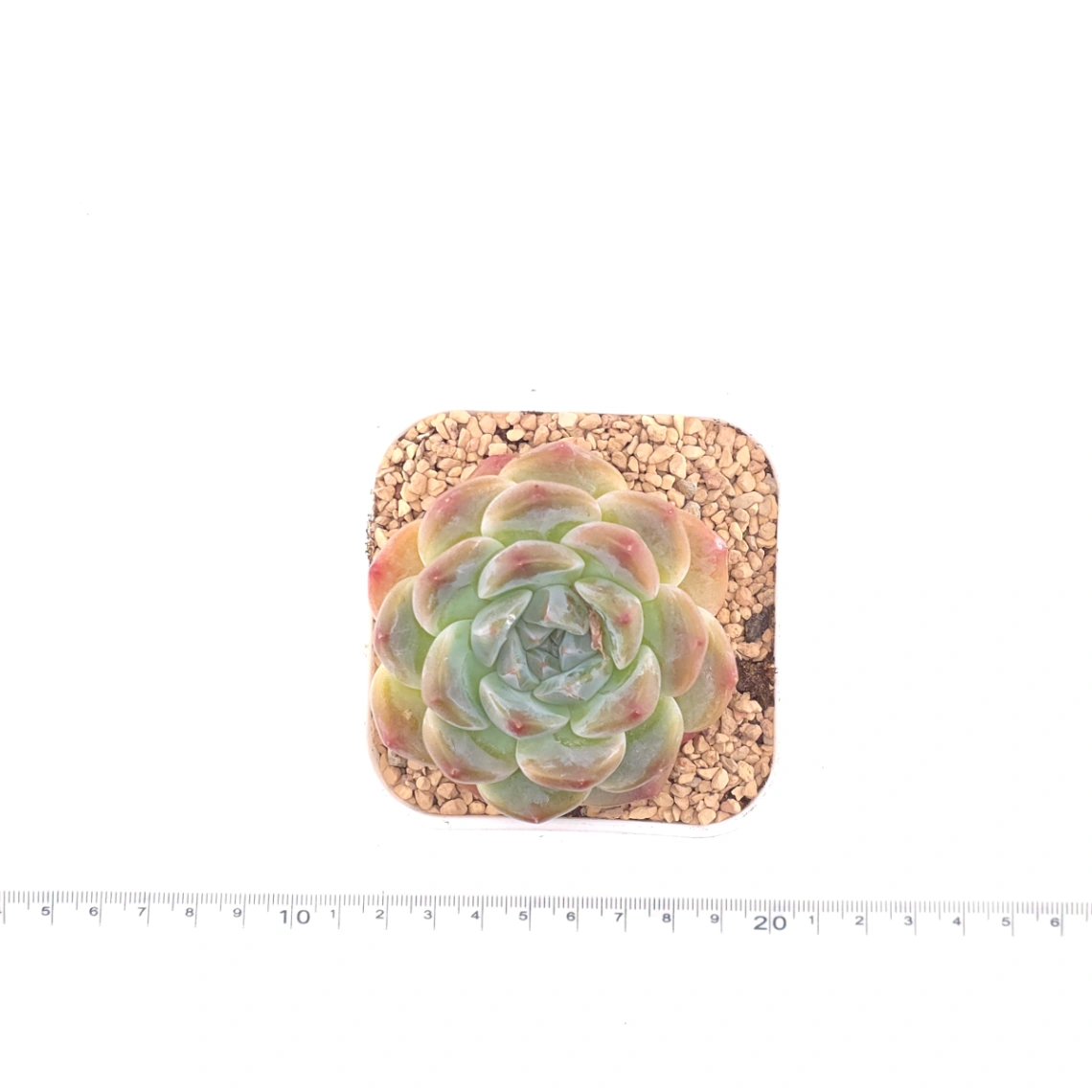 Echeveria ‘Perfume Milk’ | 香水奶 thumbnail 4