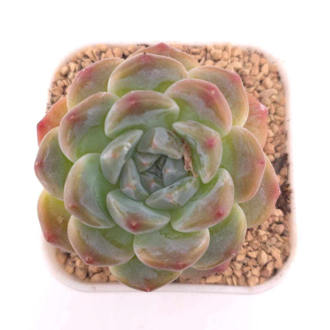 Echeveria ‘Perfume Milk’ | 香水奶 - View 1