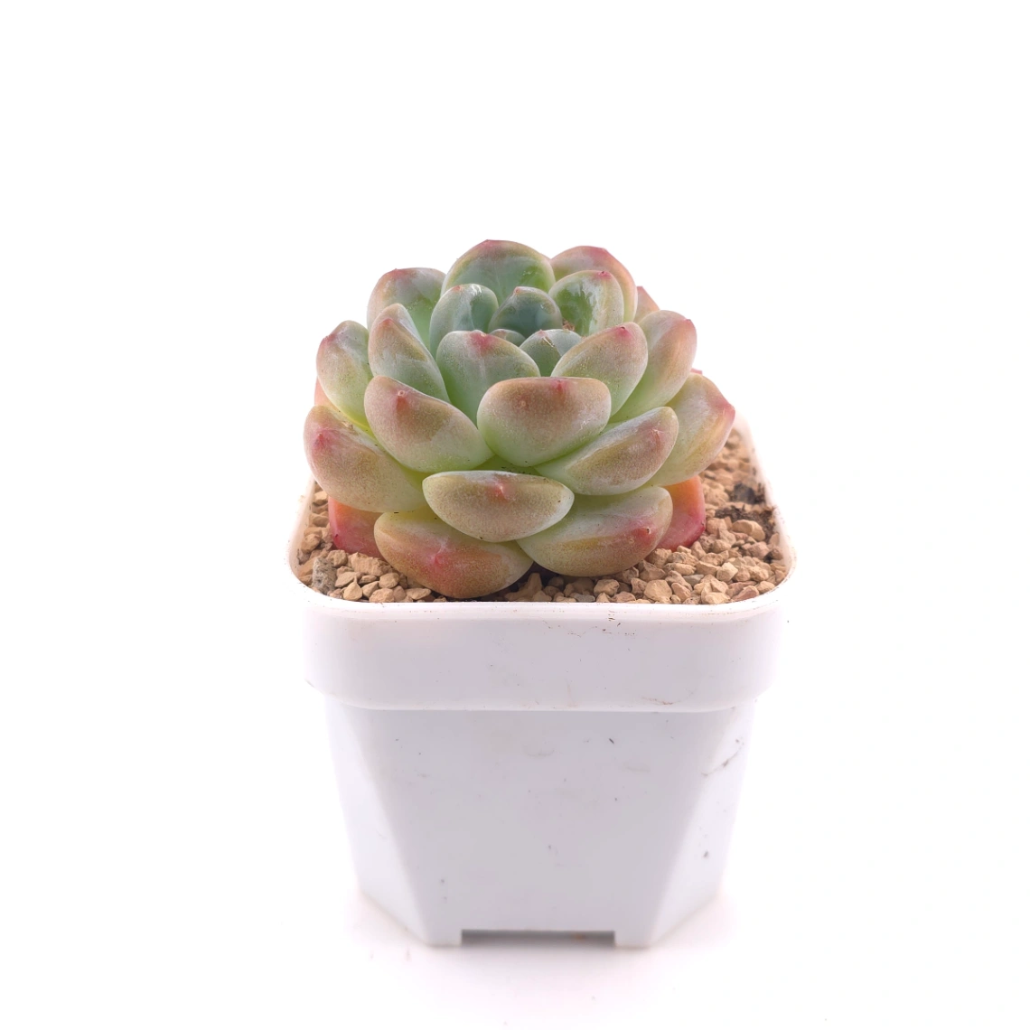 Echeveria ‘Perfume Milk’ | 香水奶 thumbnail 3