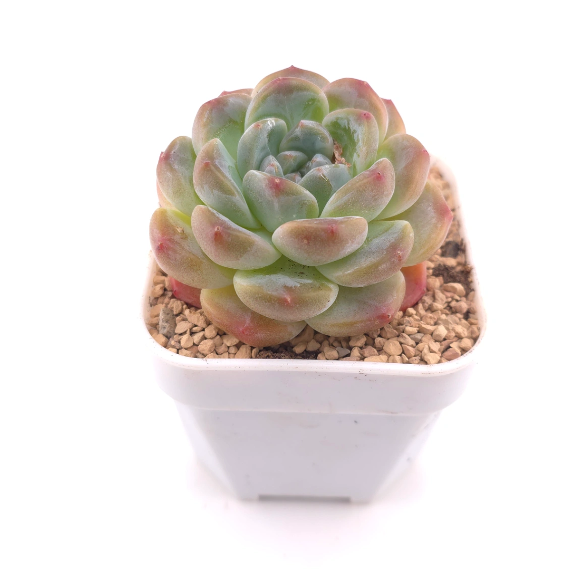 Echeveria ‘Perfume Milk’ | 香水奶 thumbnail 2
