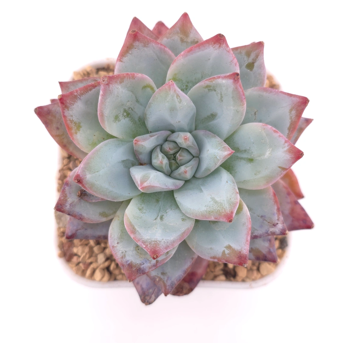 Echeveria ‘Pink Blue Bird’ | 粉藍鳥 - View 1