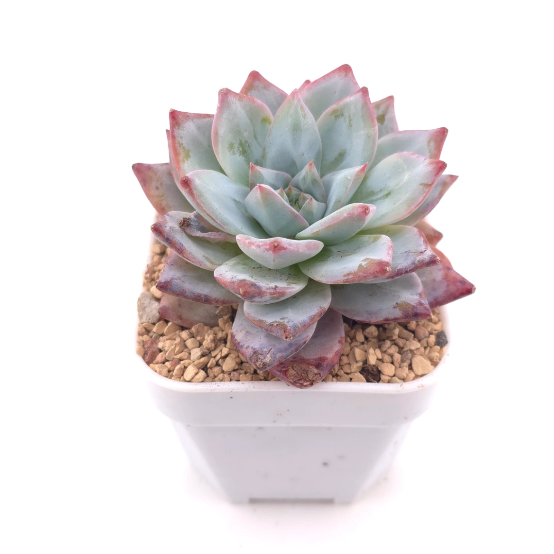 Echeveria ‘Pink Blue Bird’ | 粉藍鳥 thumbnail 2