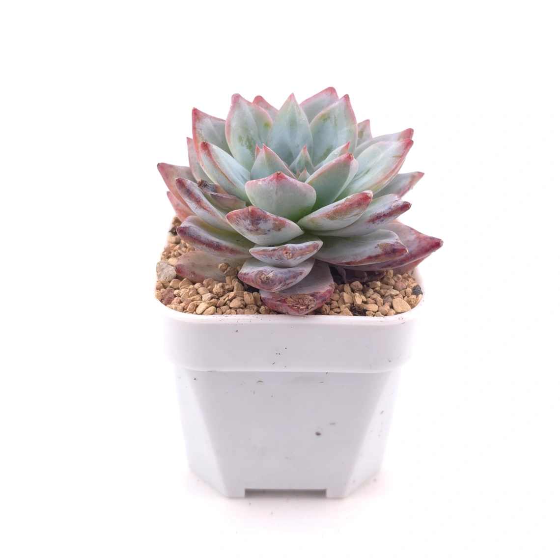Echeveria ‘Pink Blue Bird’ | 粉藍鳥 thumbnail 3