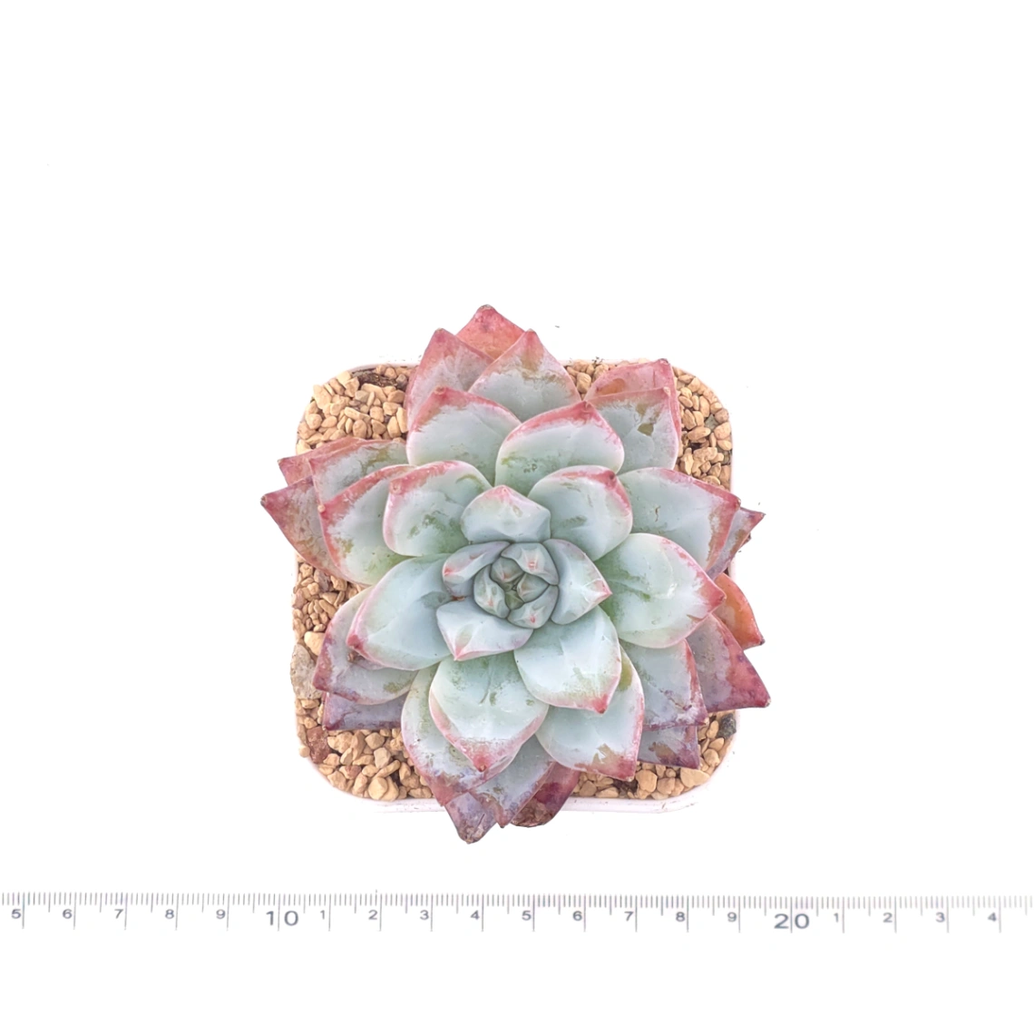 Echeveria ‘Pink Blue Bird’ | 粉藍鳥 thumbnail 4