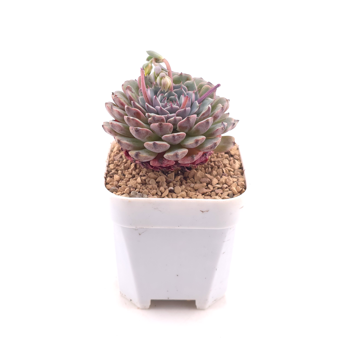 Echeveria 'Pinwheel' | 紙風車 thumbnail 3