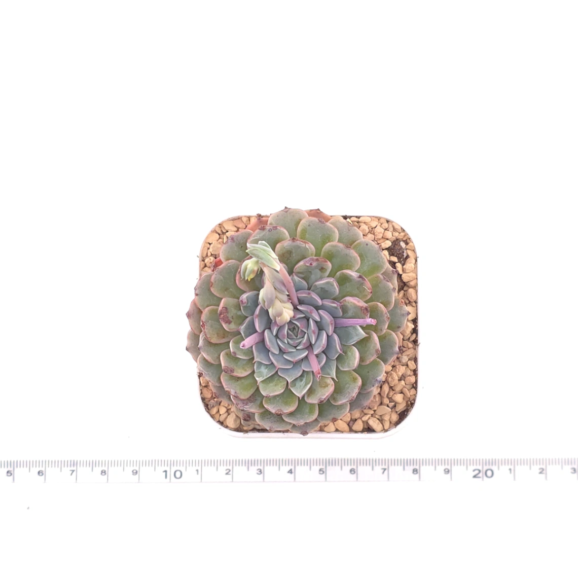 Echeveria 'Pinwheel' | 紙風車 thumbnail 4