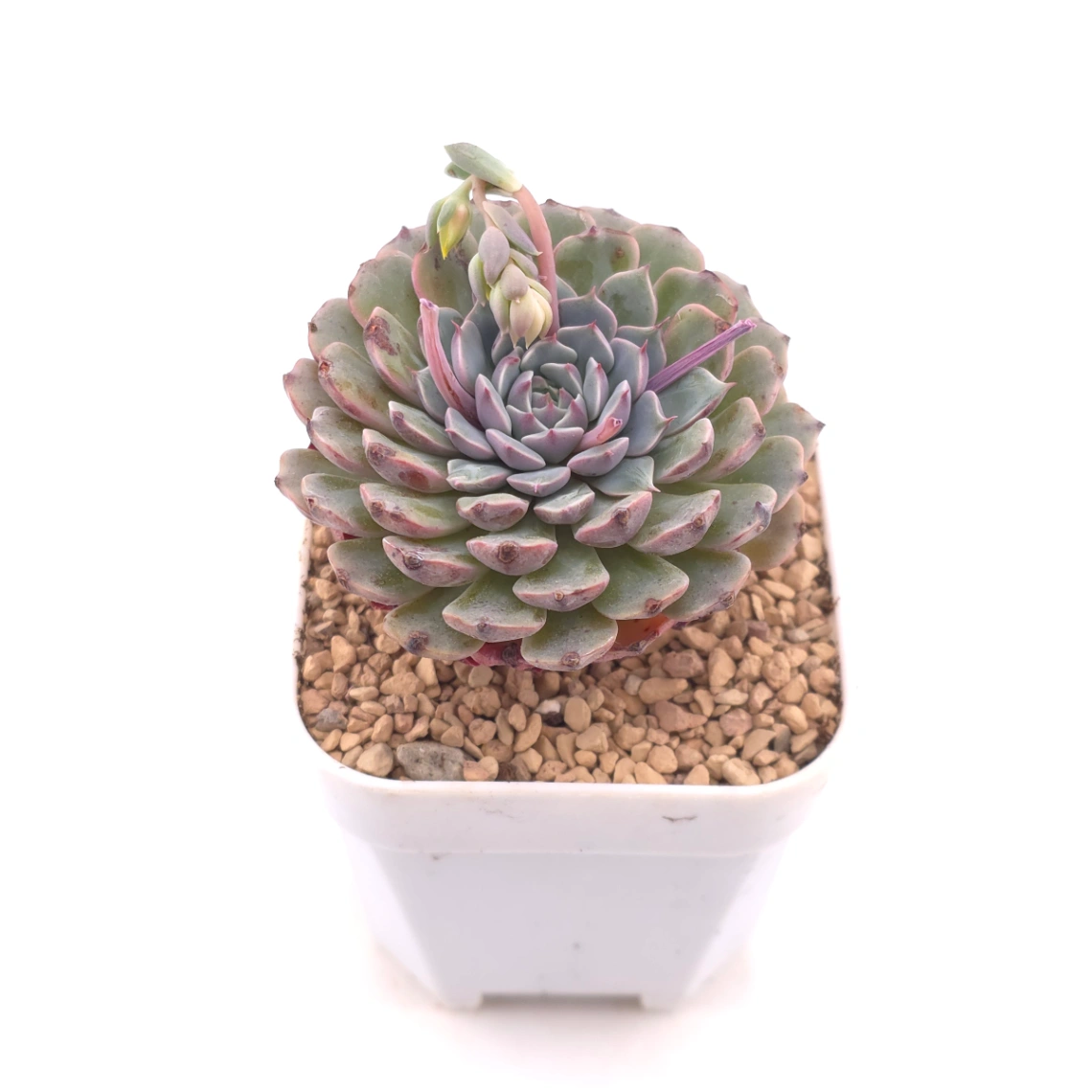 Echeveria 'Pinwheel' | 紙風車 thumbnail 2
