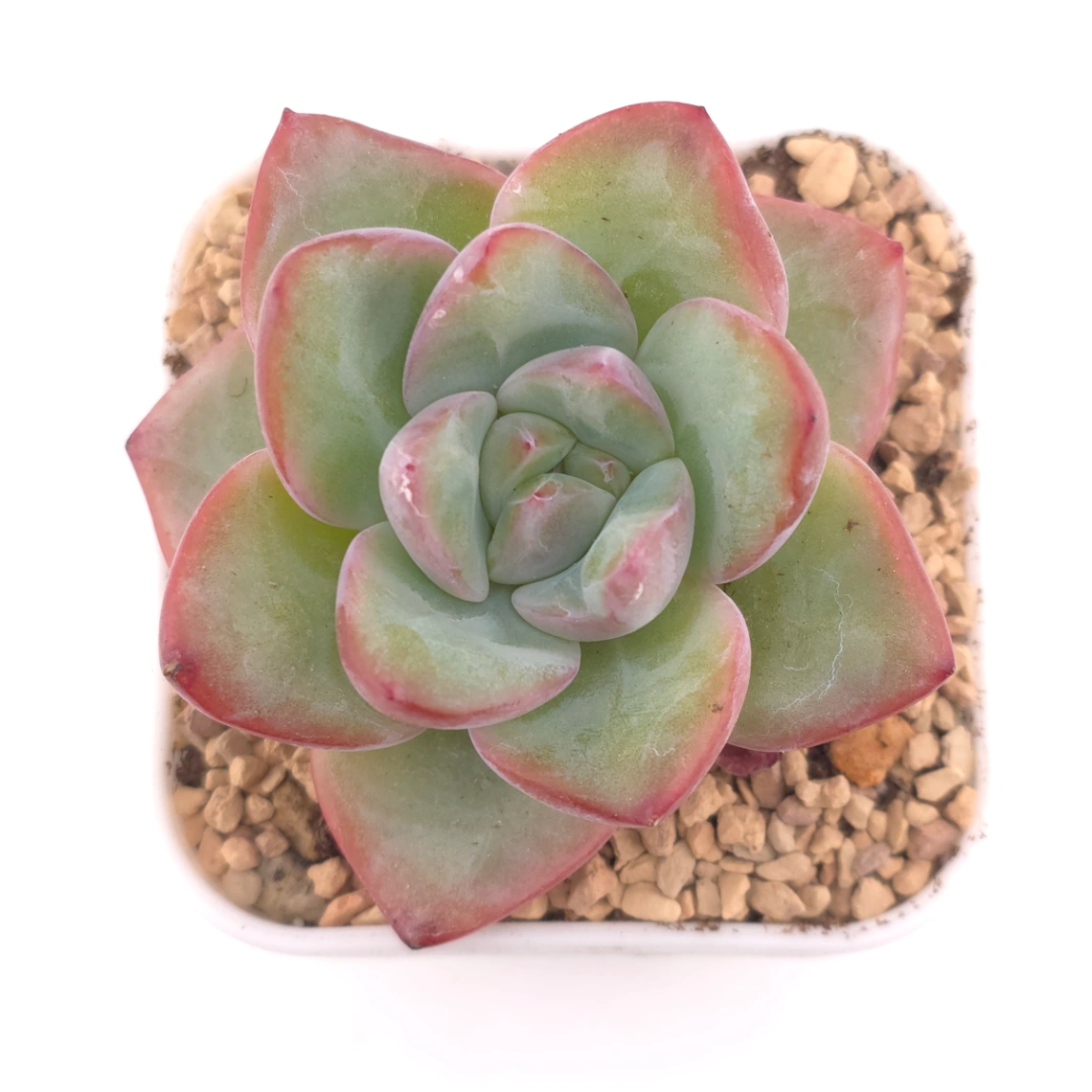 Echeveria 'Puff' | 泡芙 - View 1