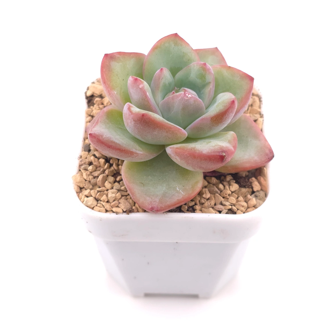 Echeveria 'Puff' | 泡芙 thumbnail 2