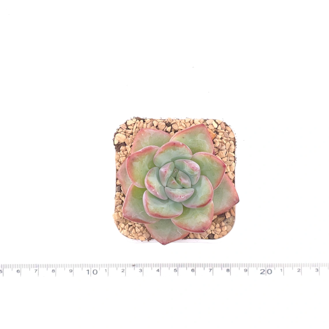 Echeveria 'Puff' | 泡芙 thumbnail 4