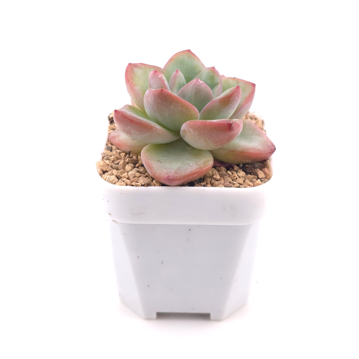 Echeveria 'Puff' | 泡芙 thumbnail 3