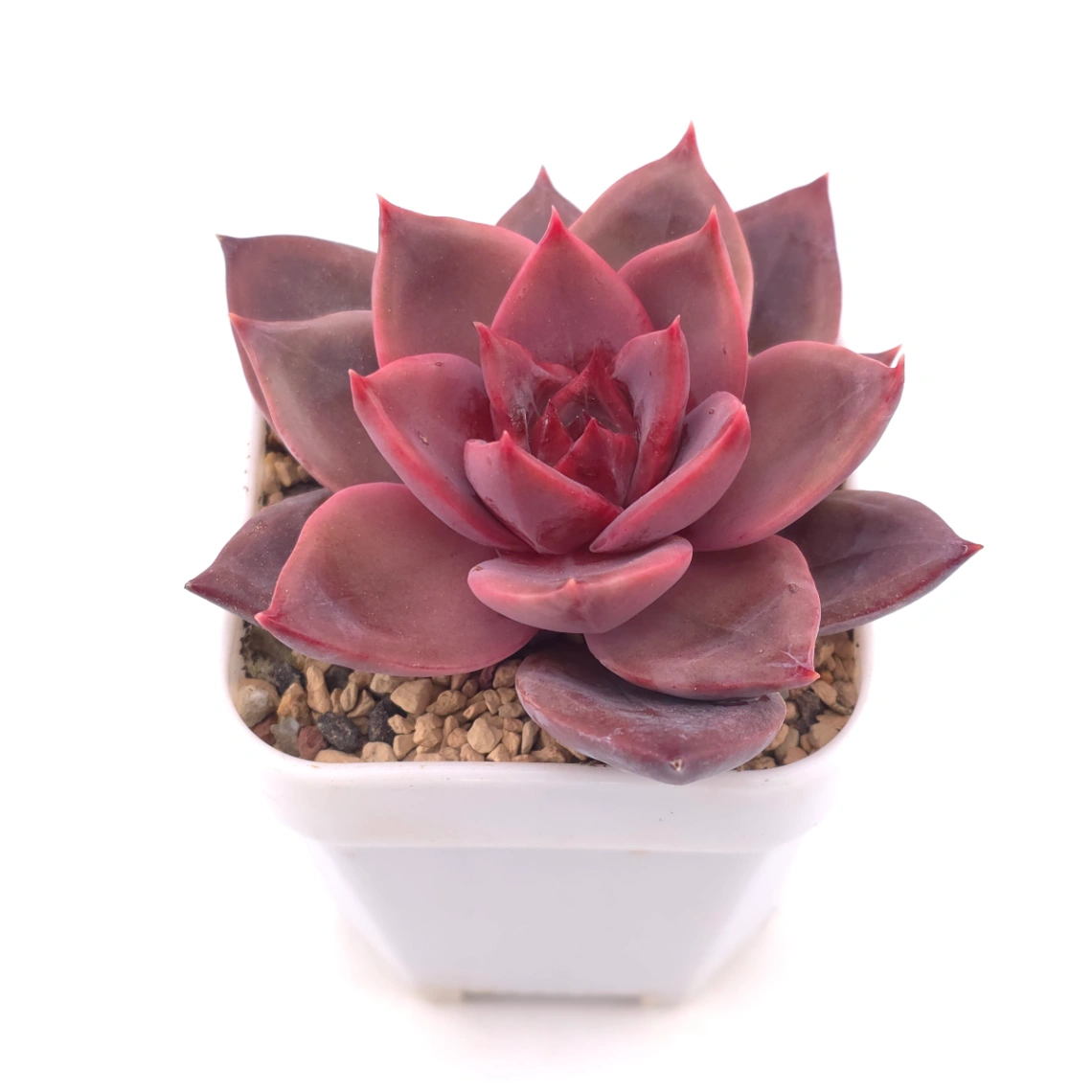 Echeveria ‘Rail Hongyeon’ | 緋紅女王 thumbnail 2