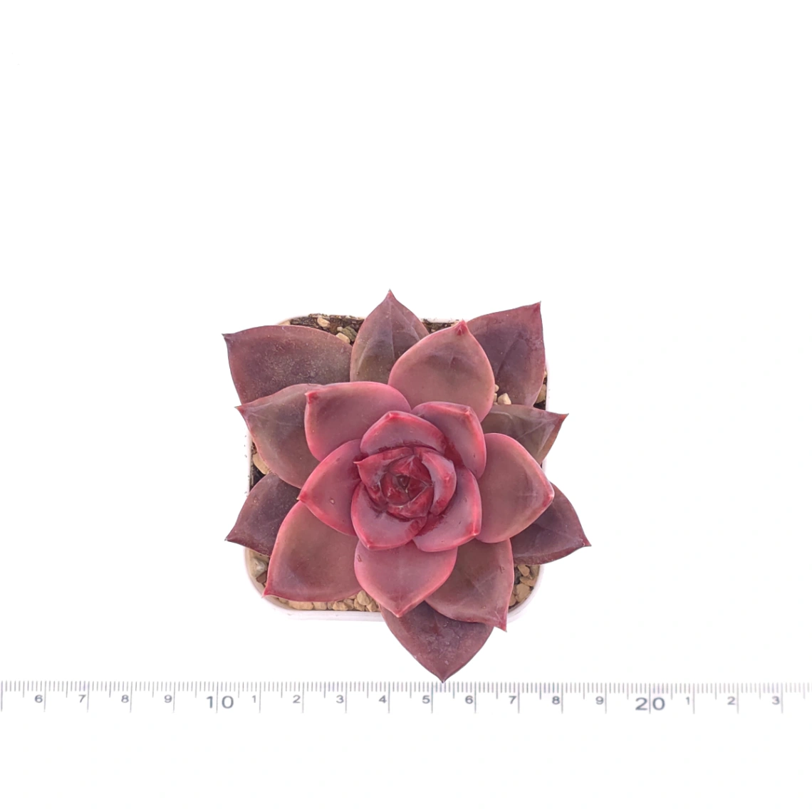 Echeveria ‘Rail Hongyeon’ | 緋紅女王 thumbnail 4