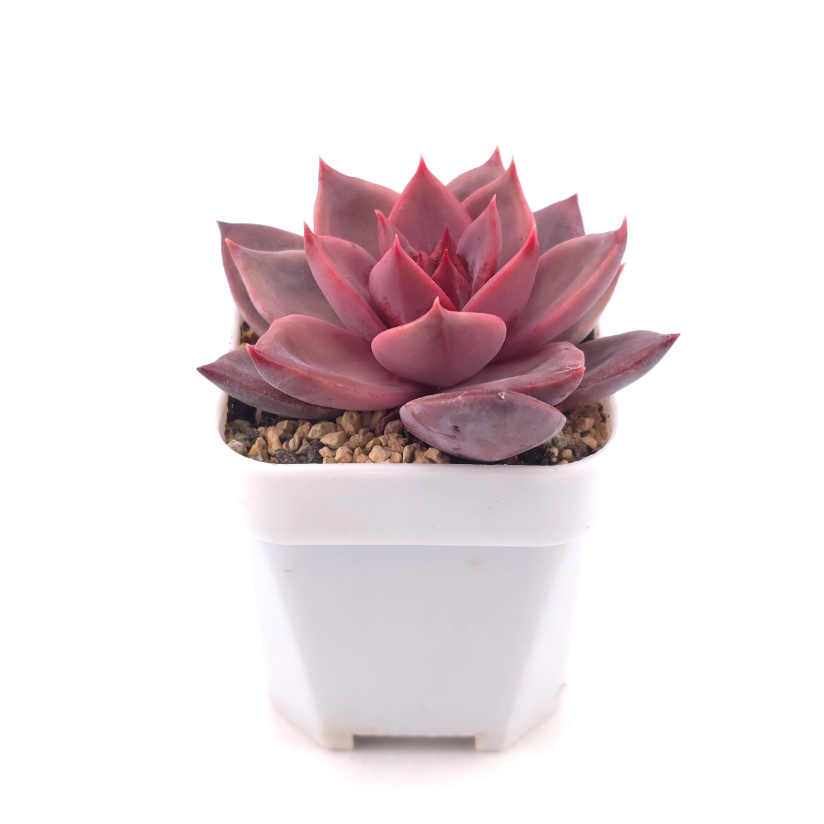 Echeveria ‘Rail Hongyeon’ | 緋紅女王 thumbnail 3