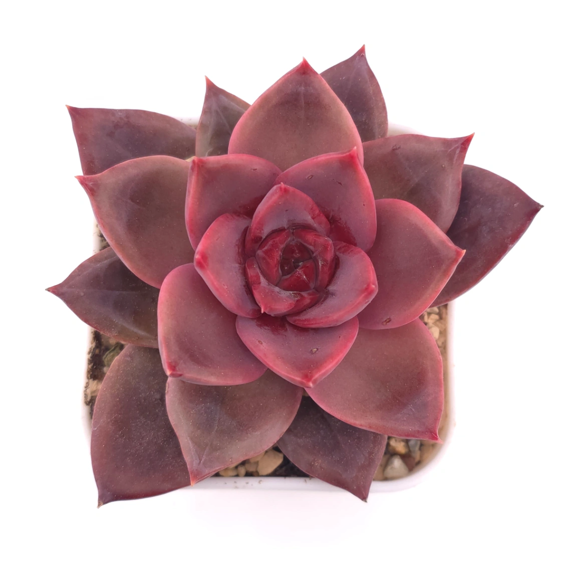 Echeveria ‘Rail Hongyeon’ | 緋紅女王 - View 1