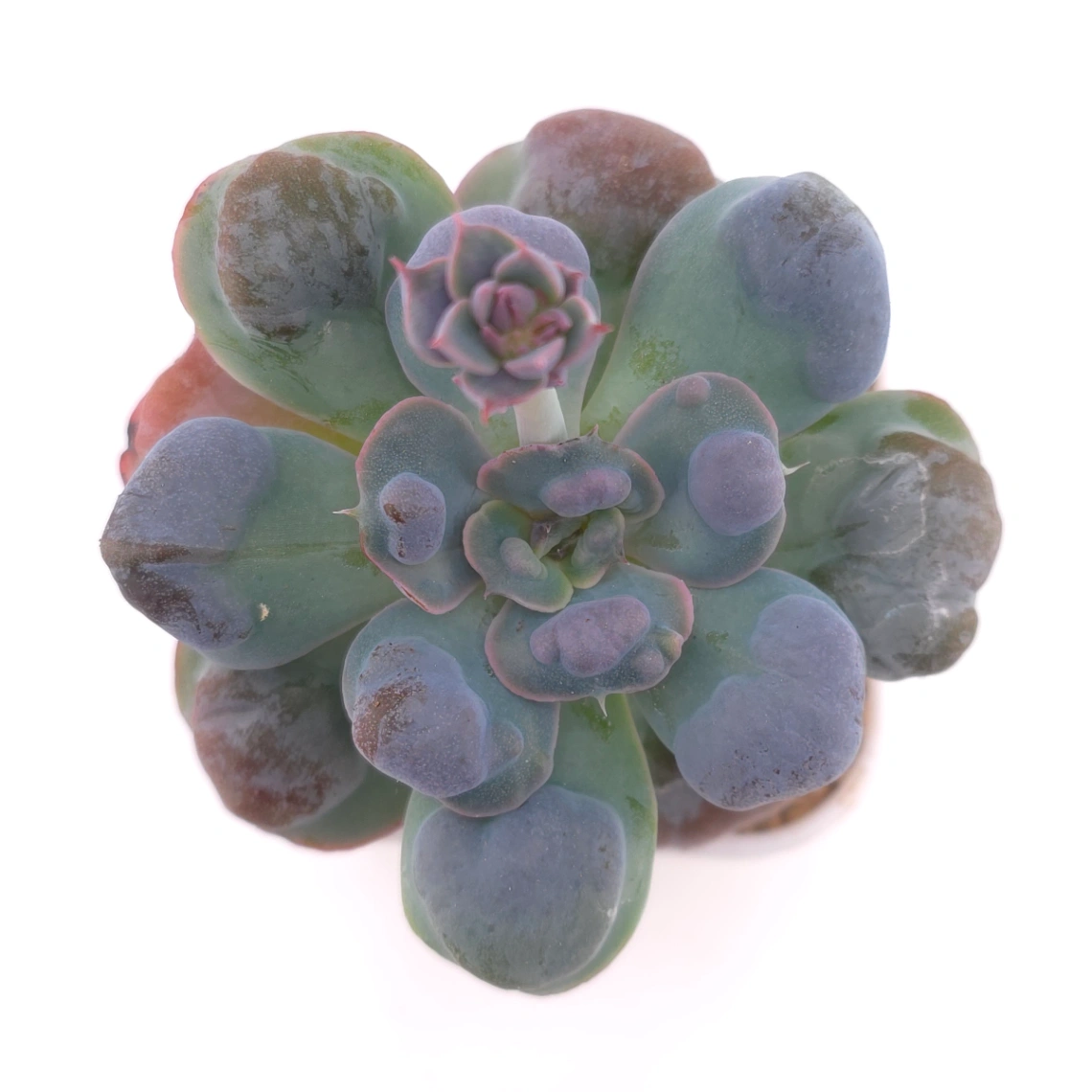 Echeveria 'Raindrop' | 雨滴 - View 1