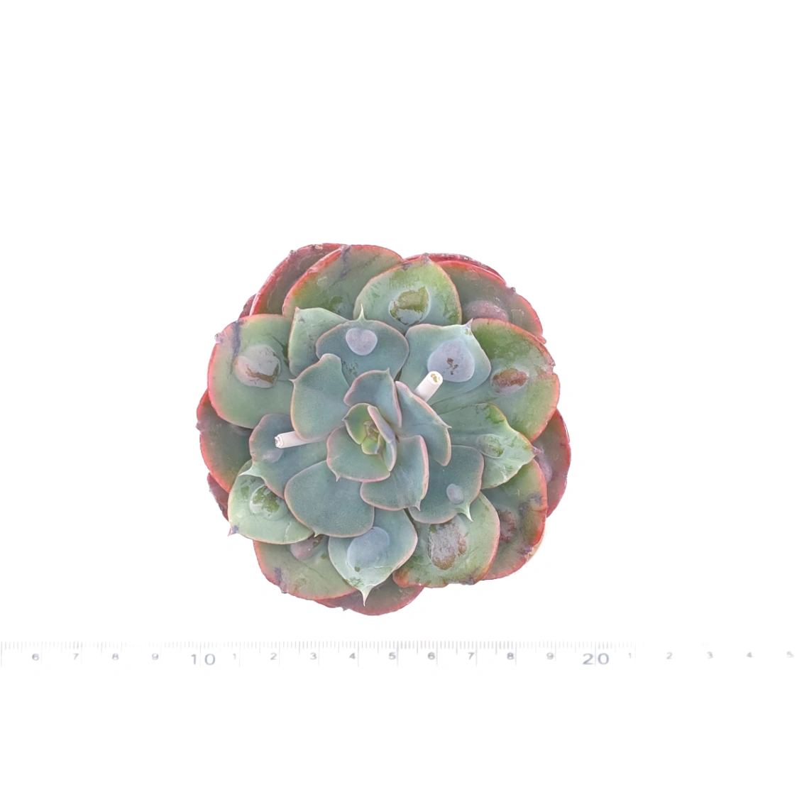 Echeveria 'Raindrop' | 雨滴 thumbnail 4