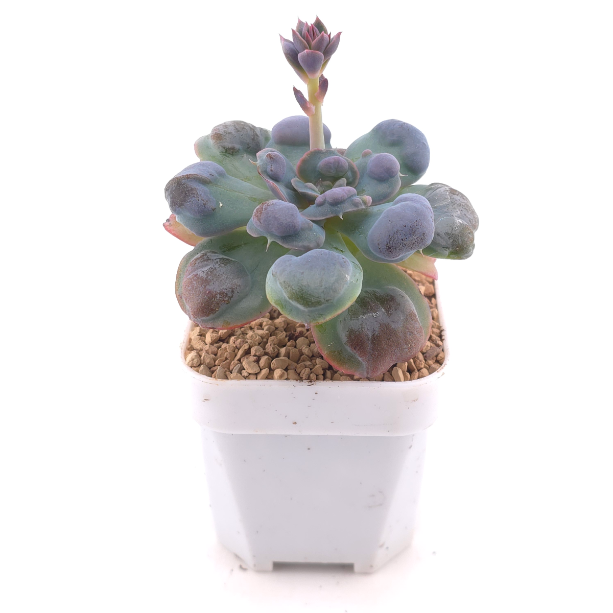 Echeveria 'Raindrop' | 雨滴 thumbnail 3
