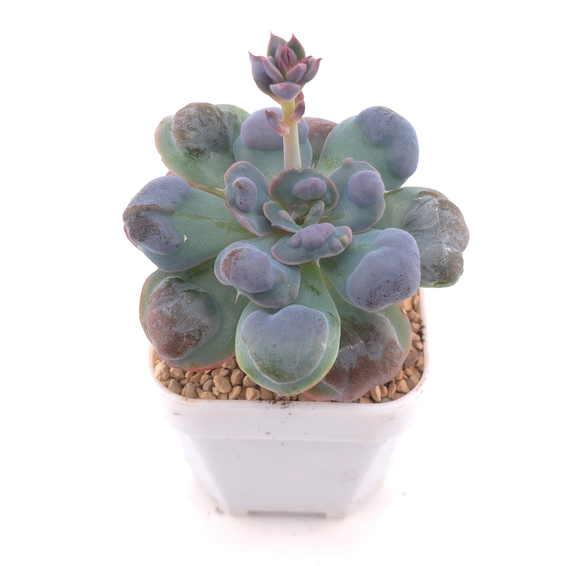 Echeveria 'Raindrop' | 雨滴 thumbnail 2