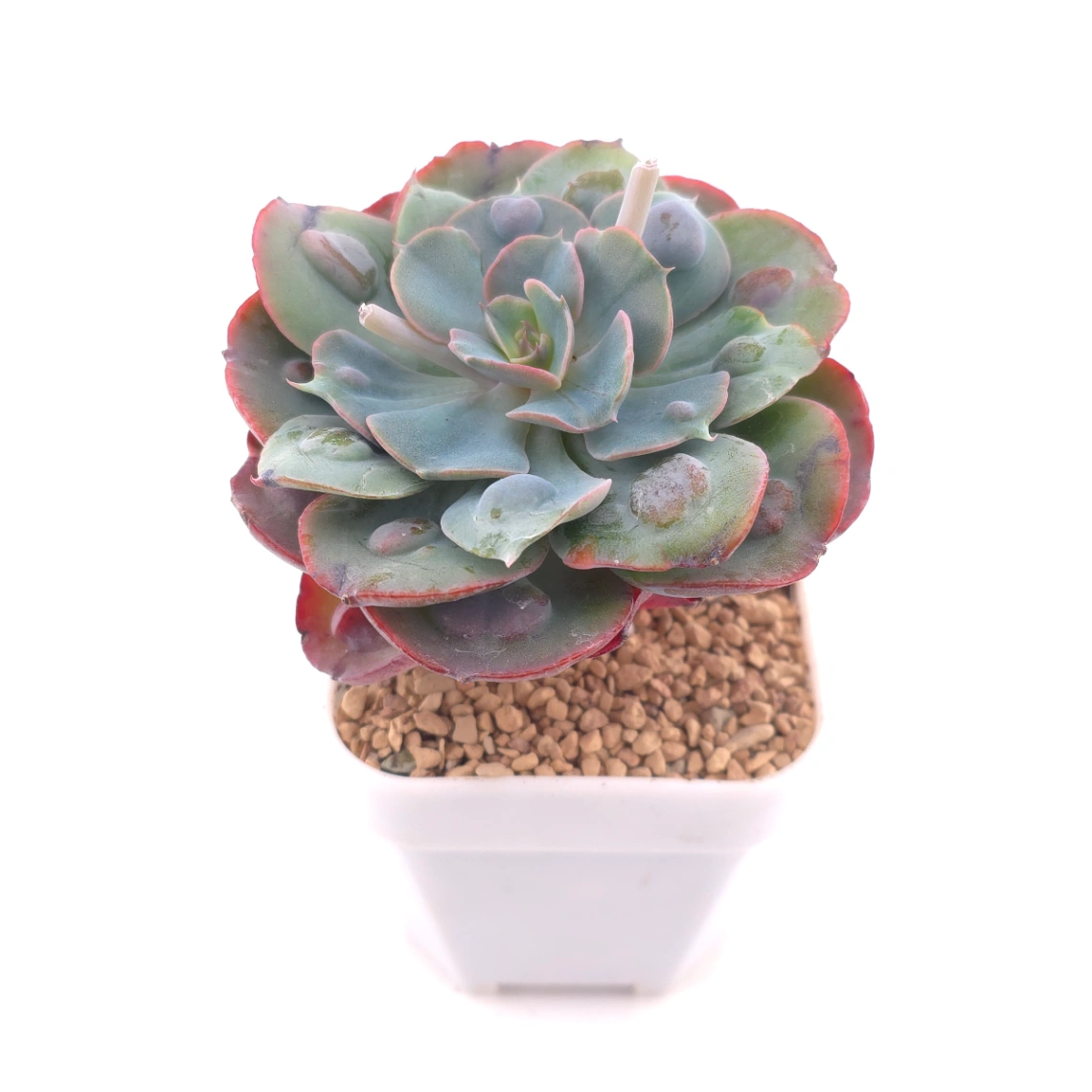 Echeveria 'Raindrop' | 雨滴 thumbnail 2