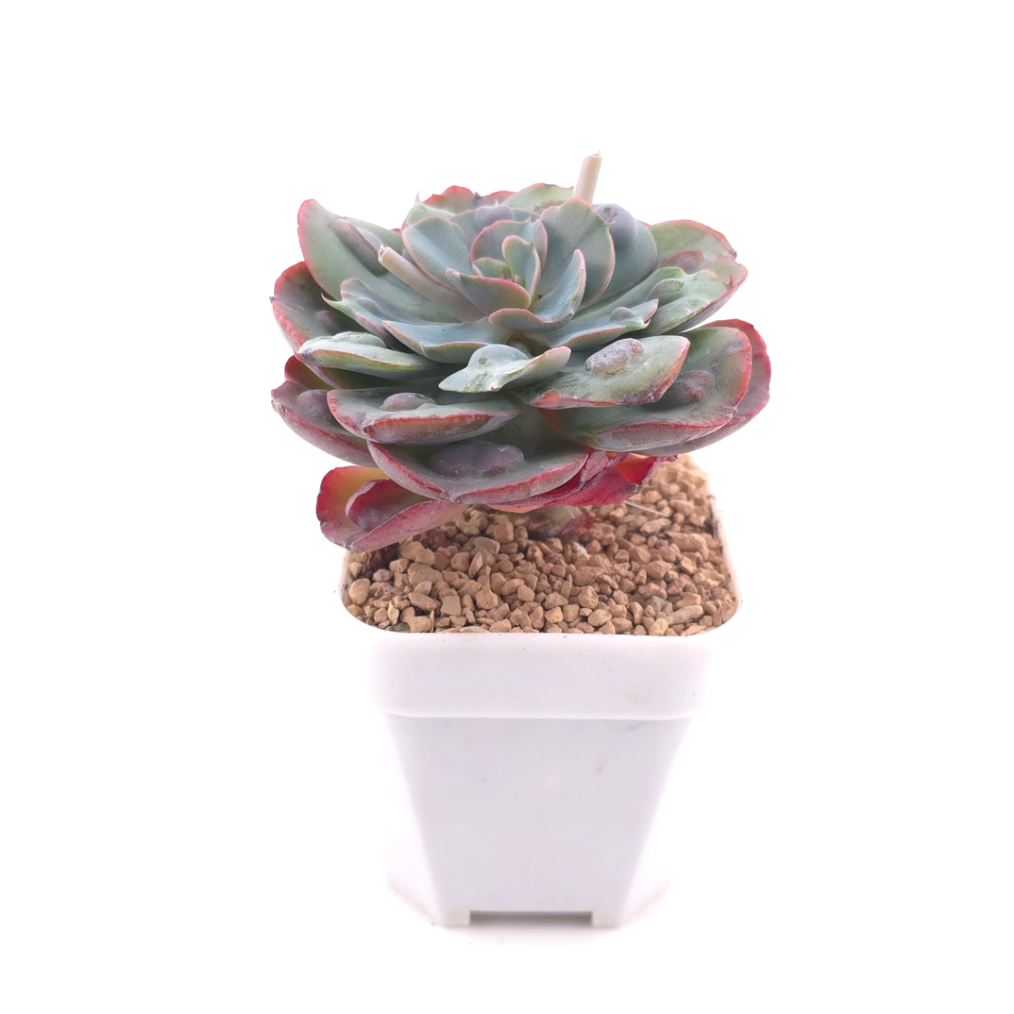 Echeveria 'Raindrop' | 雨滴 thumbnail 3