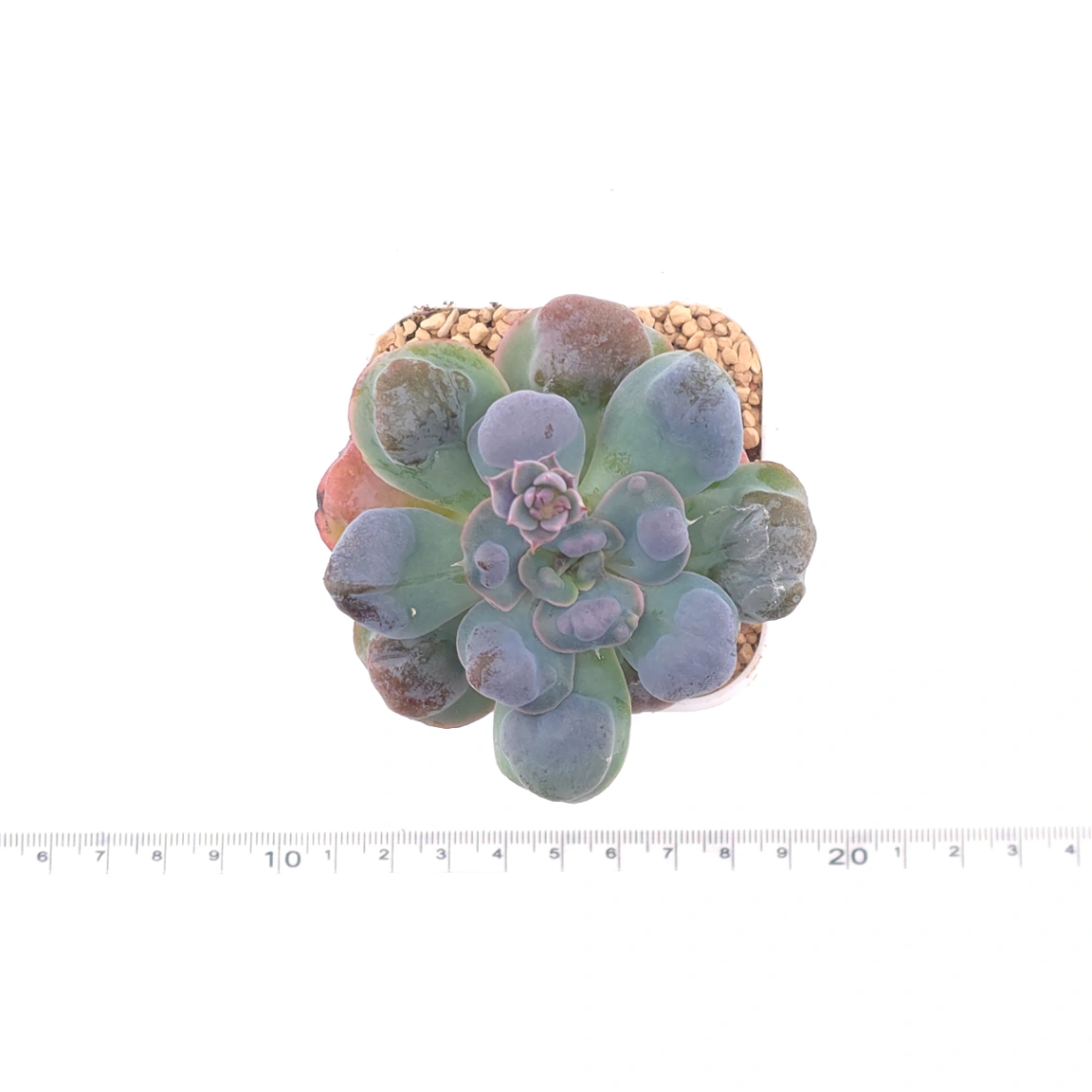 Echeveria 'Raindrop' | 雨滴 thumbnail 4