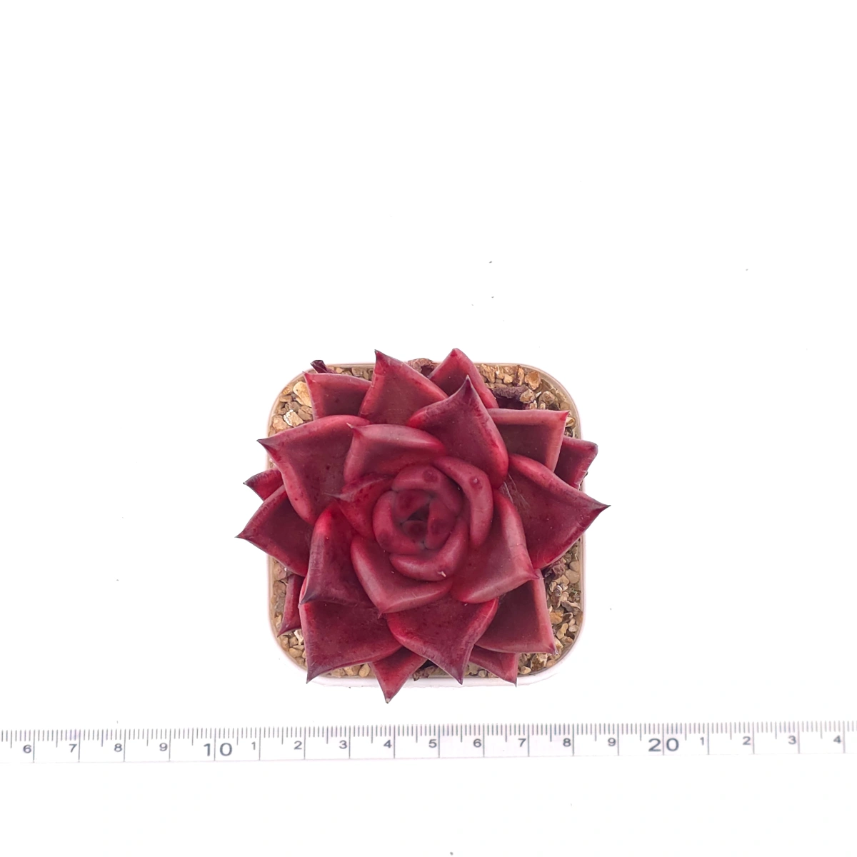 Echeveria ‘RomeoX’ | 羅密歐雜 thumbnail 4