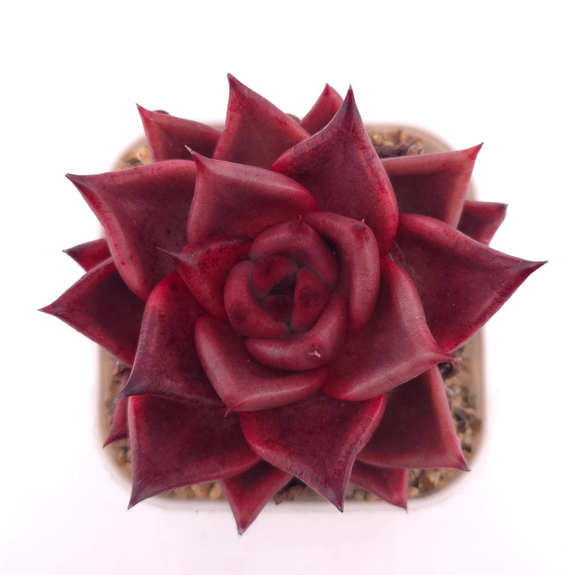 Echeveria ‘RomeoX’ | 羅密歐雜 - View 1