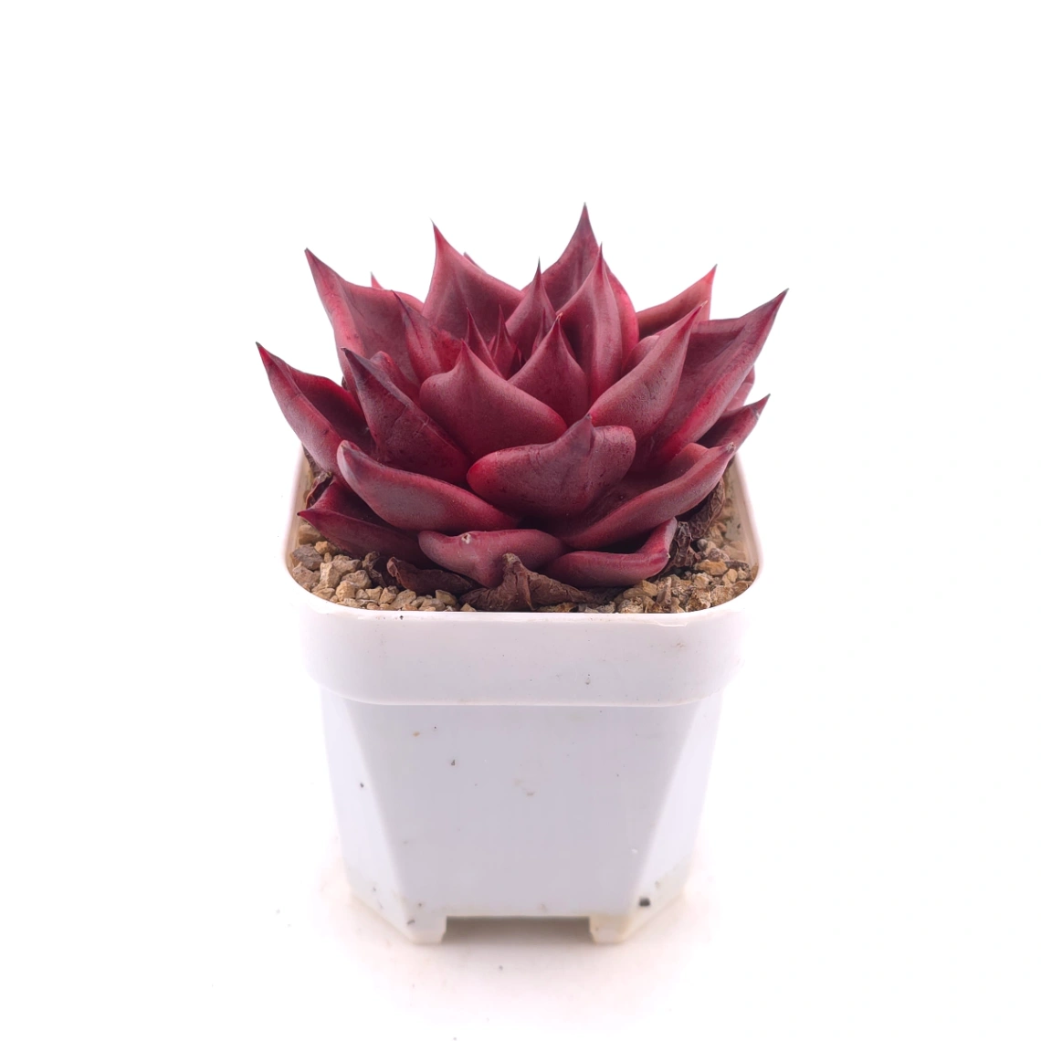 Echeveria ‘RomeoX’ | 羅密歐雜 thumbnail 3