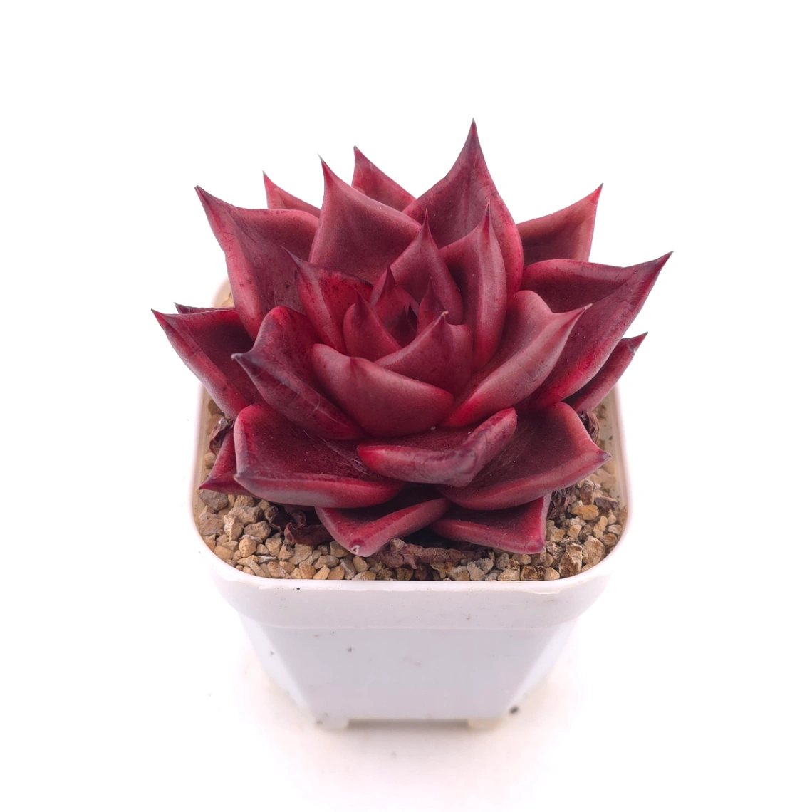 Echeveria ‘RomeoX’ | 羅密歐雜 thumbnail 2