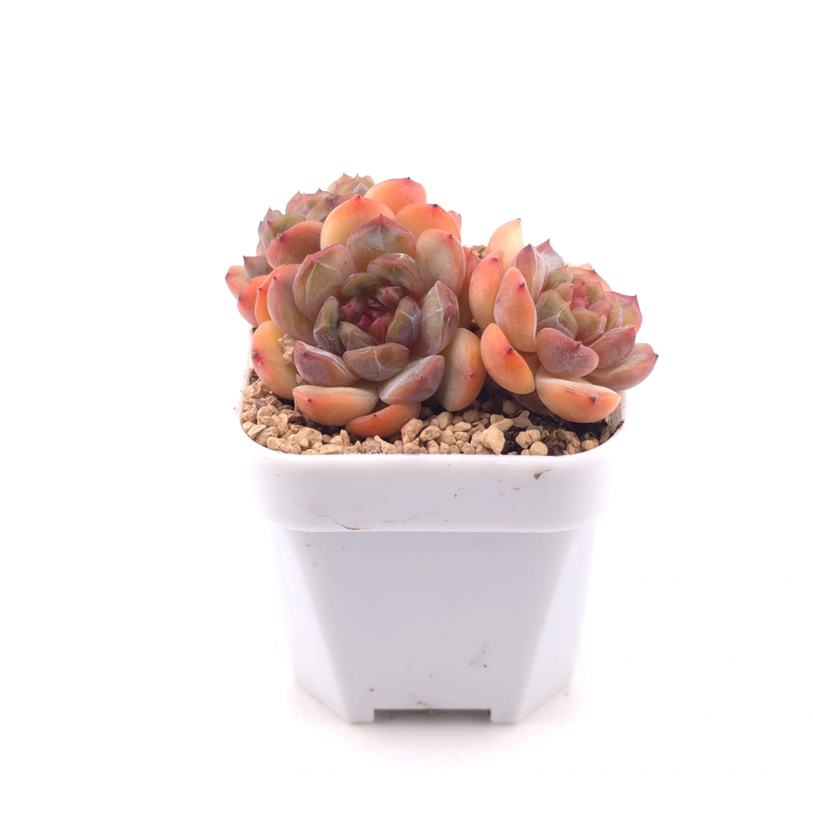 Echeveria ‘Star Snow’ | 星雪 thumbnail 3