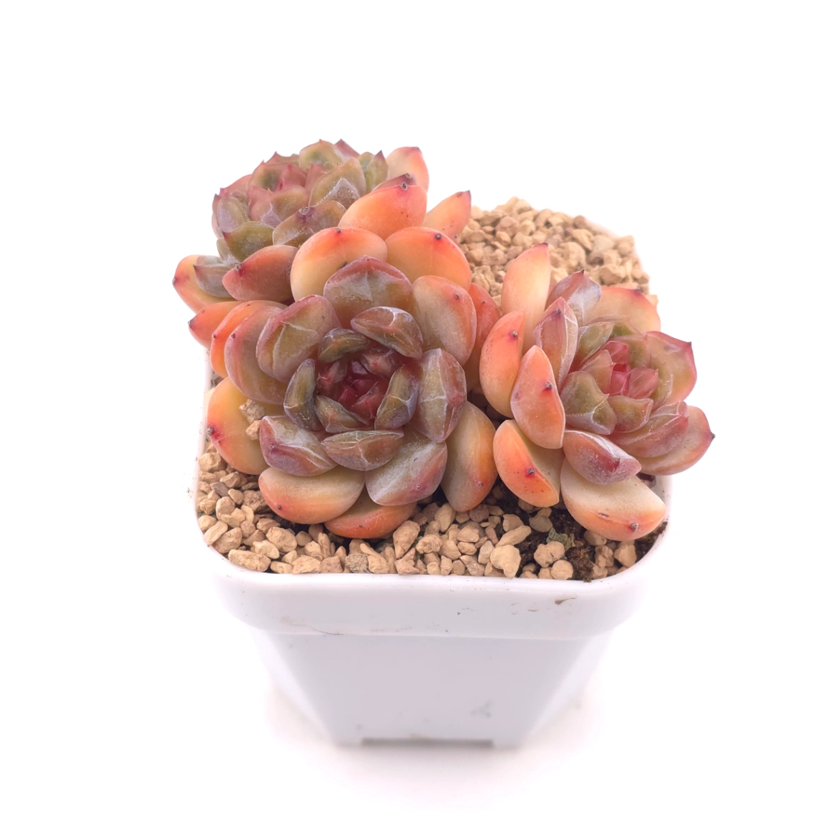 Echeveria ‘Star Snow’ | 星雪 thumbnail 2