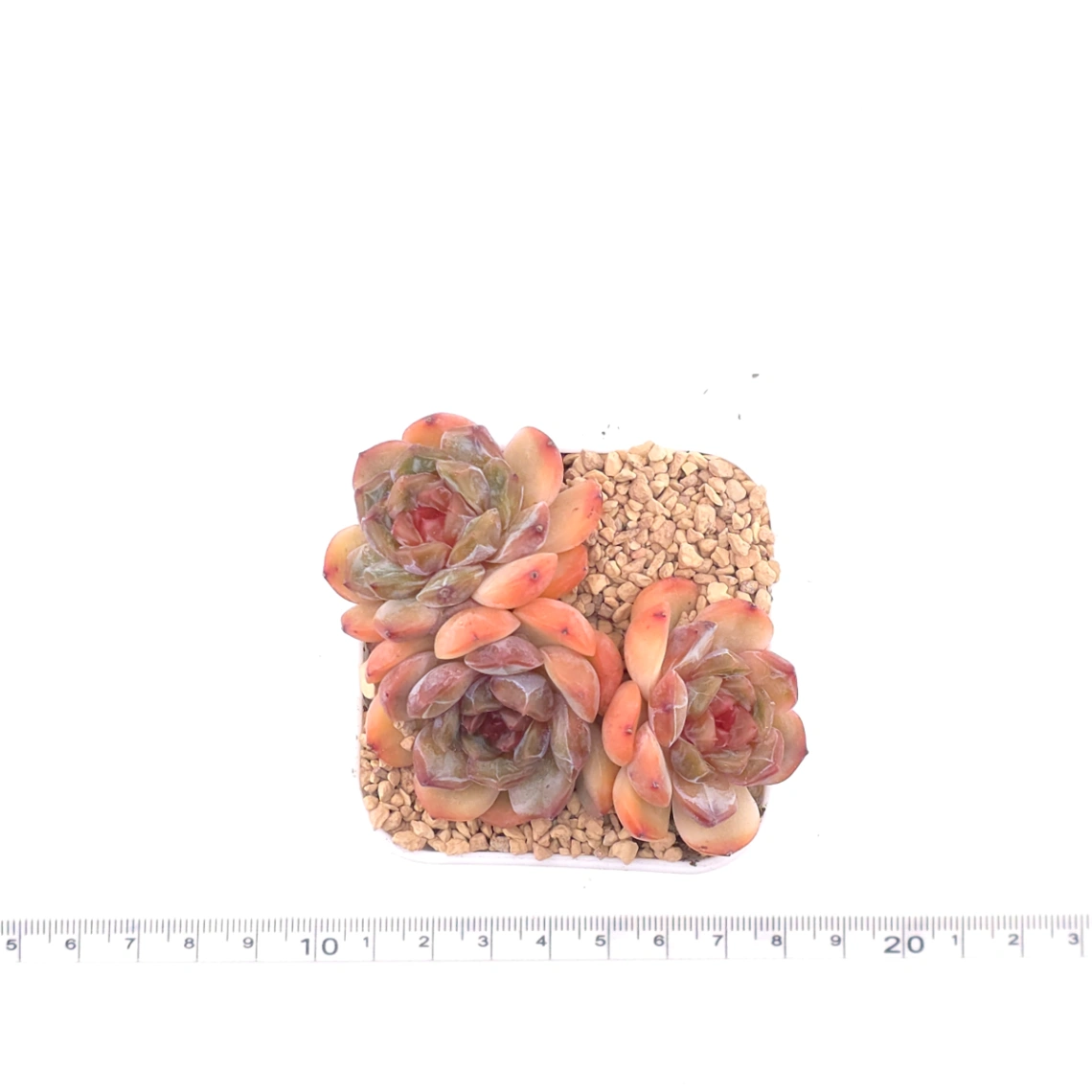Echeveria ‘Star Snow’ | 星雪 thumbnail 4