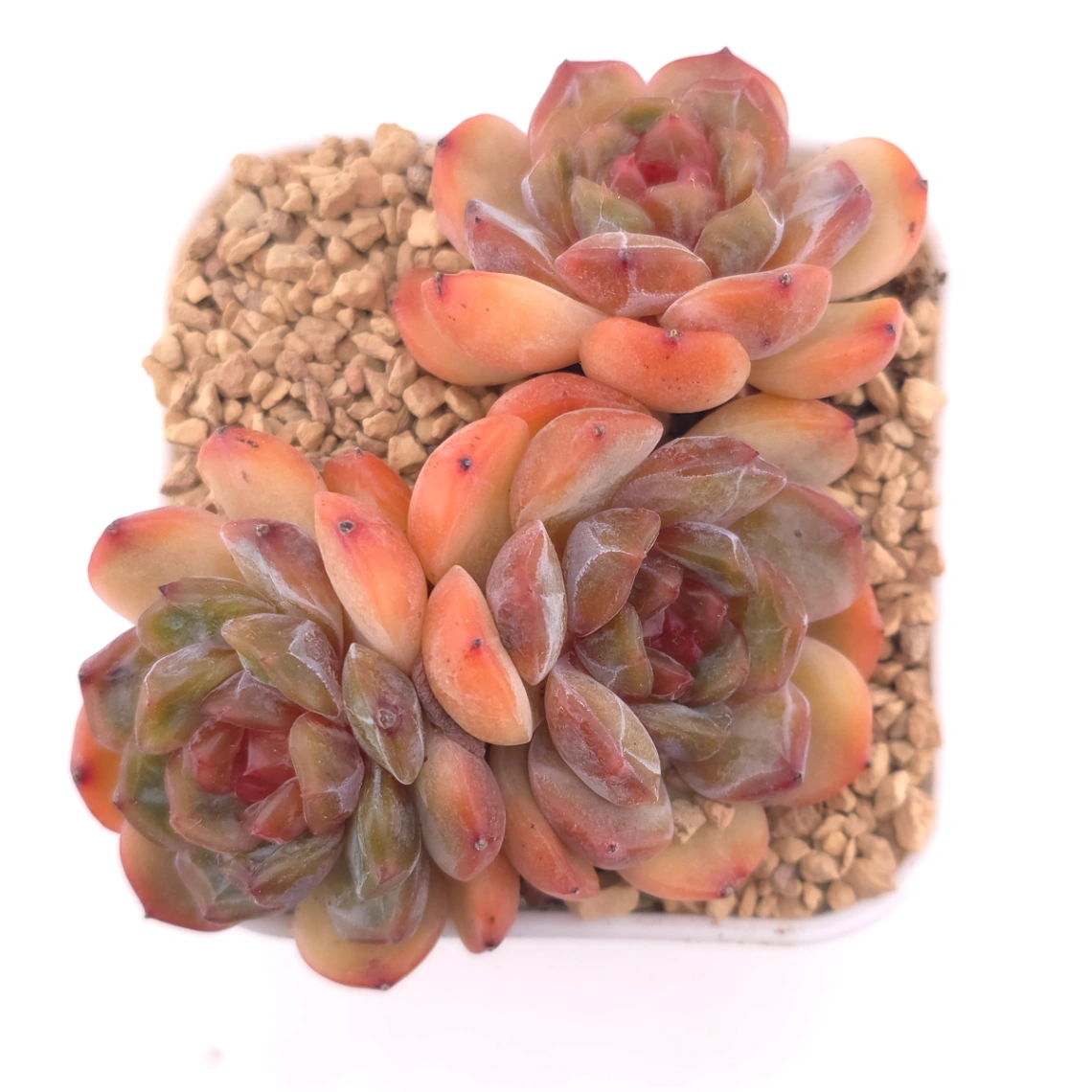 Echeveria ‘Star Snow’ | 星雪 - View 1