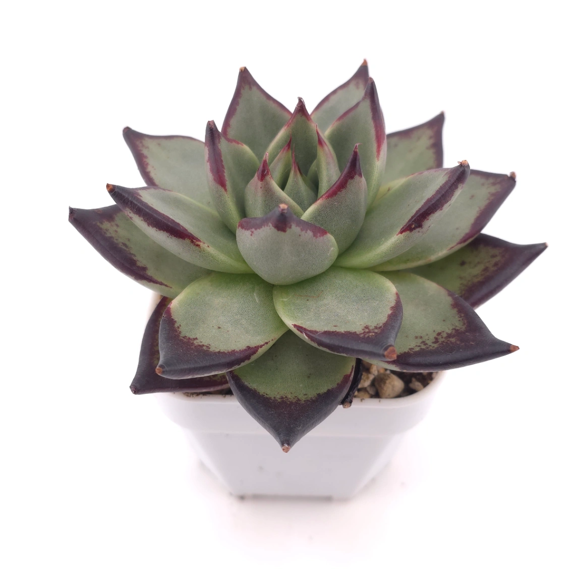 Echeveria 'The Devil' | 紅魔鬼 thumbnail 2