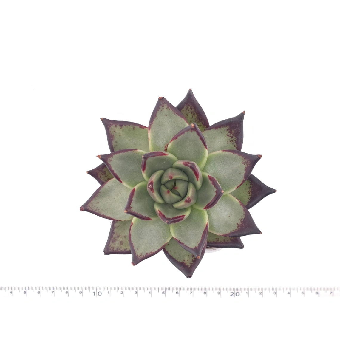 Echeveria 'The Devil' | 紅魔鬼 thumbnail 4