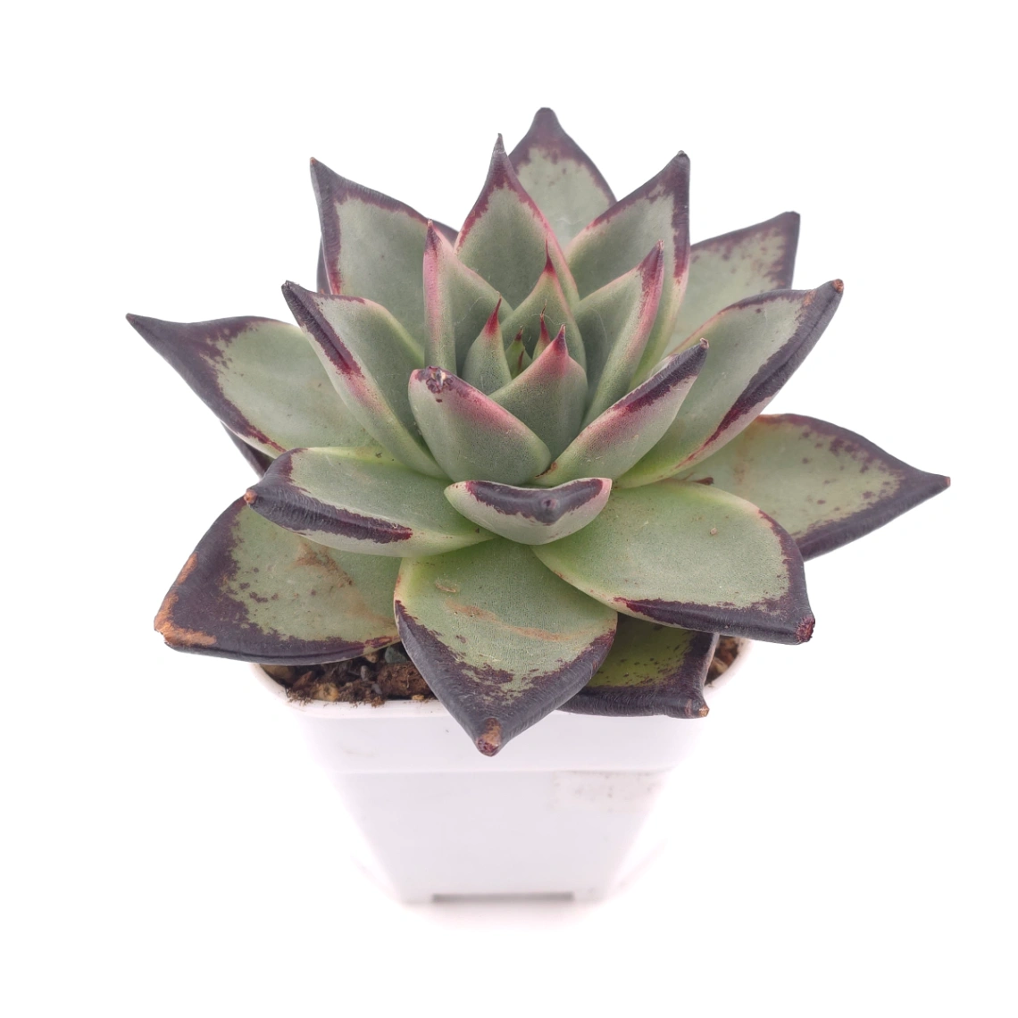 Echeveria 'The Devil' | 紅魔鬼 thumbnail 2