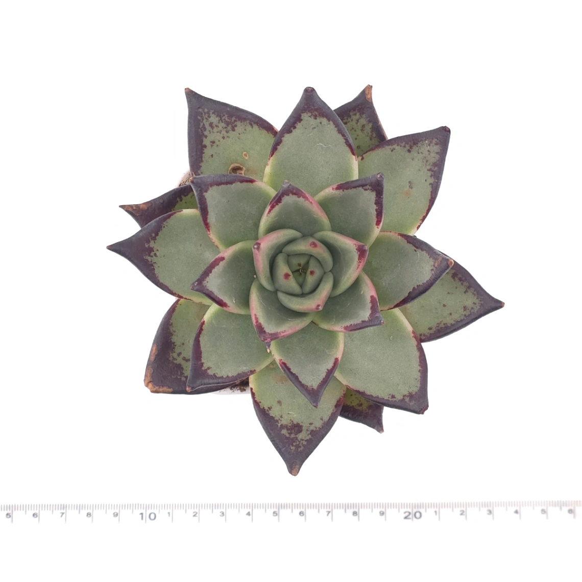Echeveria 'The Devil' | 紅魔鬼 thumbnail 4