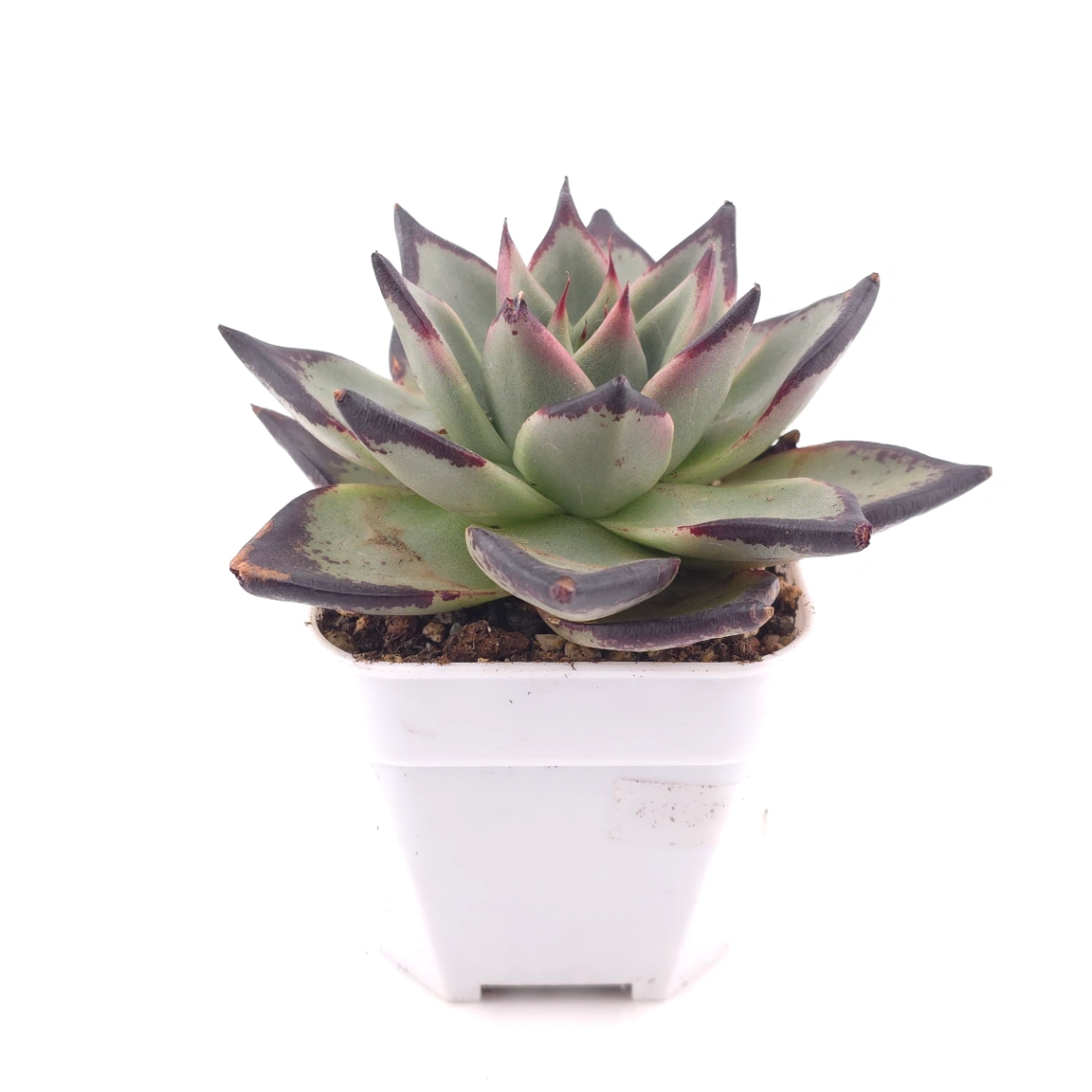 Echeveria 'The Devil' | 紅魔鬼 thumbnail 3
